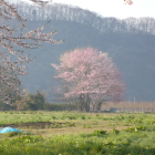 展勝地桜より離れて東側の孤立桜