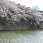 本丸石垣城塁上の桜