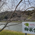 遠景、桜はまだ