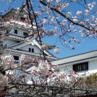 唐津城天守と桜