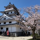 唐津城天守と桜