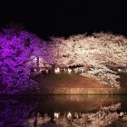 夜桜ライトアップ（上之橋御門）