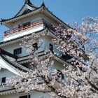 唐津城天守と桜