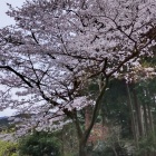 満光寺さんの桜が満開