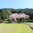 麓の初御代桜と城山