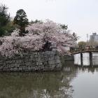 一の橋と桜