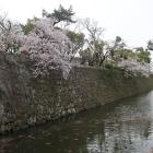 北内堀越しの桜