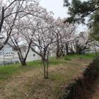 南西辺の石垣の上の桜