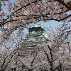 満開の桜と天守