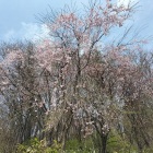 麓の桜