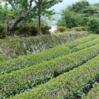 上段部東側の茶畑