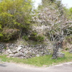 本丸北側の東端石垣の一本桜