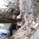 木の根橋に沿うように大ケヤキの太い根が伸びる