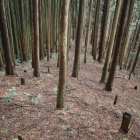 西側２重堀切の先