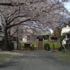 日月神社境内の桜