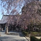 枝垂れ桜はかろうじて