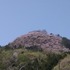 topがピンクに染まる杓子山