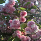 尾山神社境内の菊桜