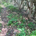 主郭手前の削平地(西側の監視に有効)