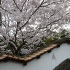 四脚門続き板屋根土塀と桜