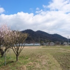 春