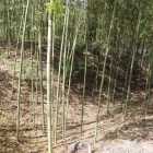 東面北側土塁