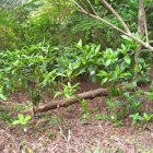 主郭先の尾根の竪堀
