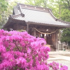 日枝神社社殿とツツジ