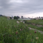 近くを流れる桜川