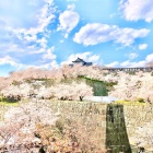 備中櫓と石垣、満開の桜