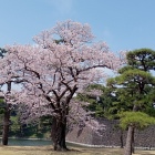 坂下門付近の桜
