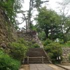 明智光秀の手植えと伝わる大イチョウ