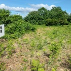 東軍野営場
