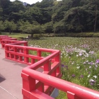 八橋と花ショウブ