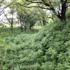東側堀跡