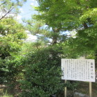 鎧掛けの松
