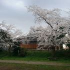桜追加3