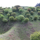 西櫓の切岸と畝掘り