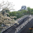 昇龍橋・横の桜から天守閣を眺める