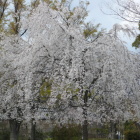 西の丸の枝垂桜