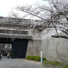 大手桝形渡櫓門と続多聞櫓、桜