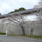 大手桝形続多聞櫓下・大手見付石、大手二番石の鏡石に桜