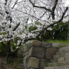 北仕切門近くの桜と雁木石垣