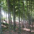 左側土塁裏の曲輪