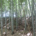 土塁、主郭？側より