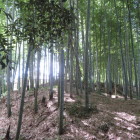 右側土塁折れ