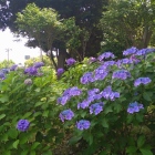 紫陽花が見頃だった
