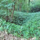 堀切２(草が多く写真ではわかいずらいです)