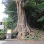 名木古木指定のカヤ、背後は土塁跡