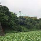屋根の上に光る玉ねぎ